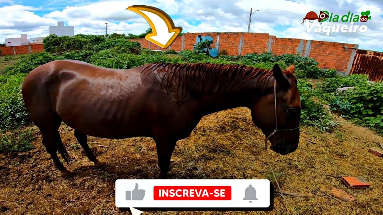 BANHANDO OS CAVALOS PRA IRMOS PRA CAVALGADA