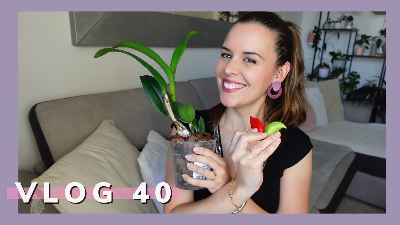 Arrivage de Martinique et bouture syngonium variegata | VLOG 40 |