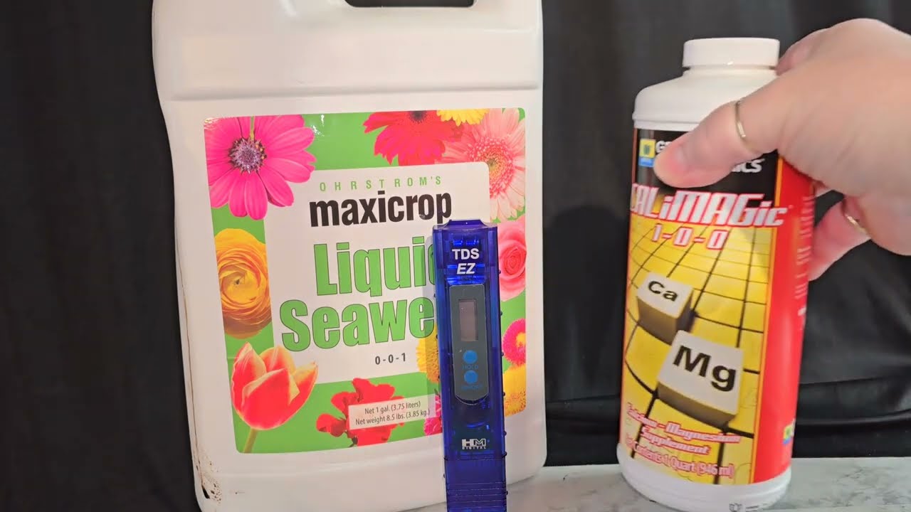 Making Welcome cocktail for orchids!