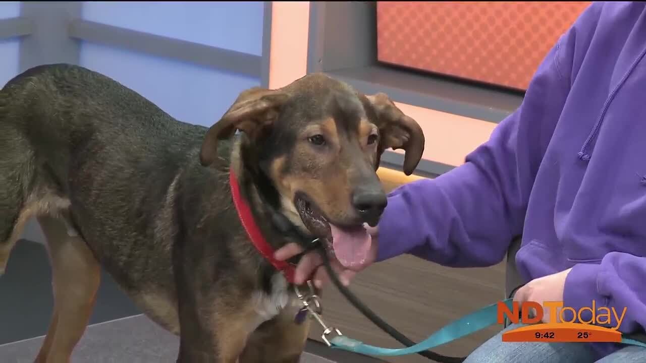ND Today: Furry Friends Rockin’ Rescue