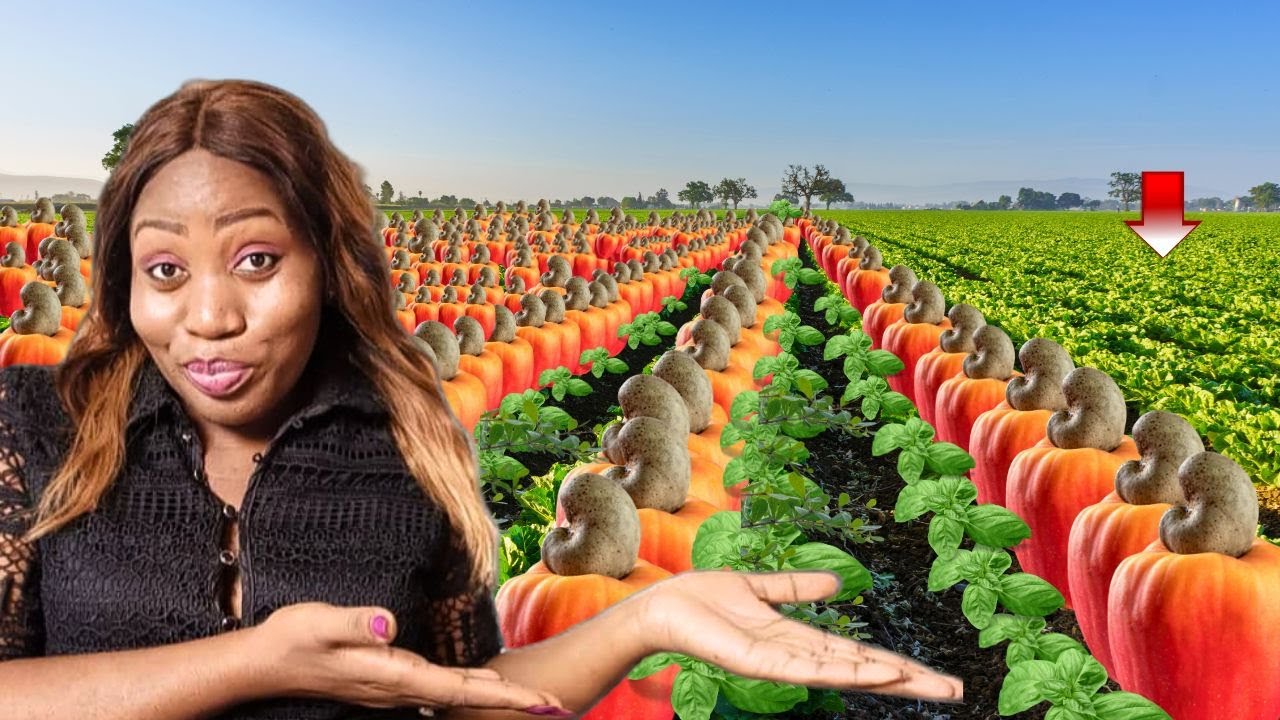 Top 5 Most Lucrative Farming Business Ideas To Invest In Africa In 2024
