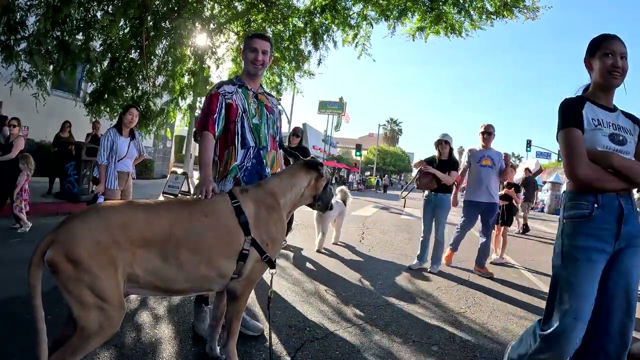 Cash 2.0 Great Dane at the Sherman Oaks Street Fair 2024 (14 of 14)