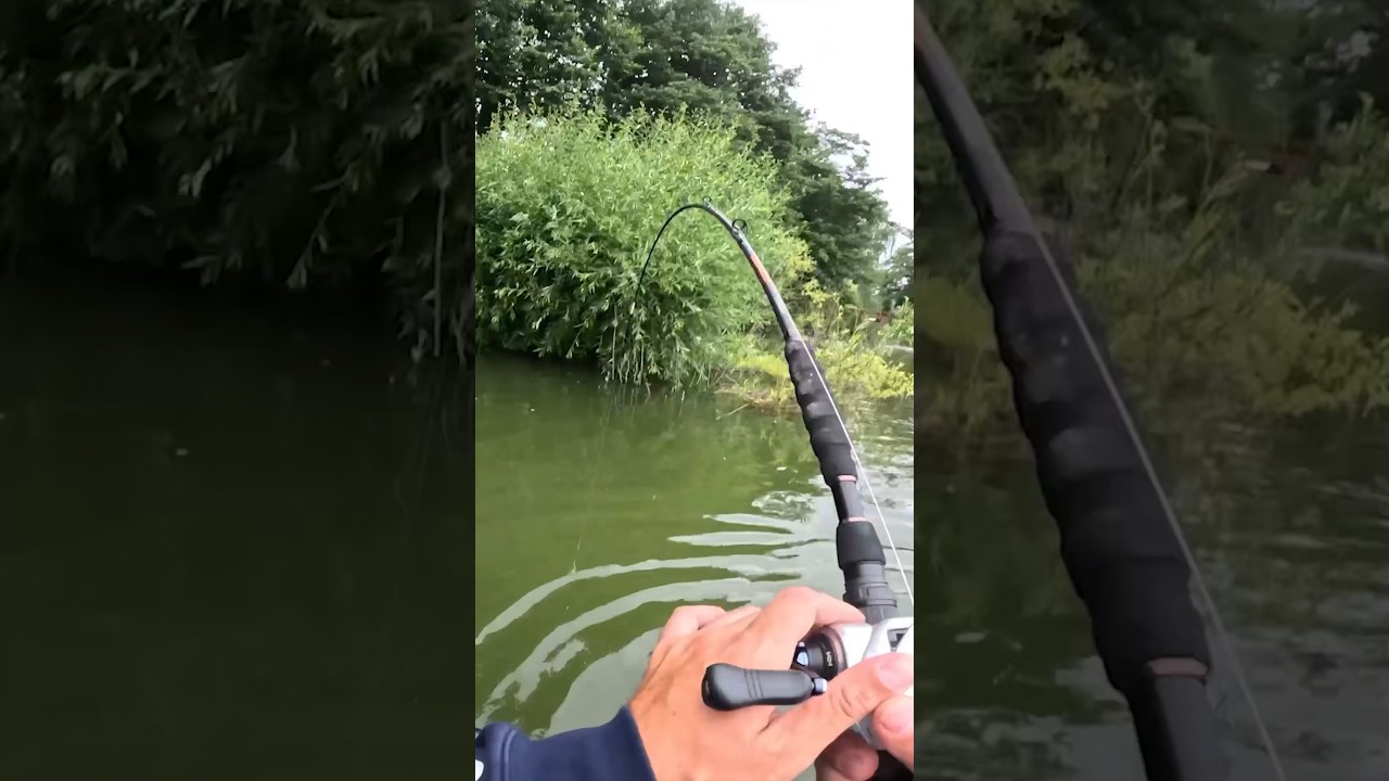 2m WELS direkt vor den F&Uuml;ẞEN 😳 #angeln #fishing #joshinator #wels