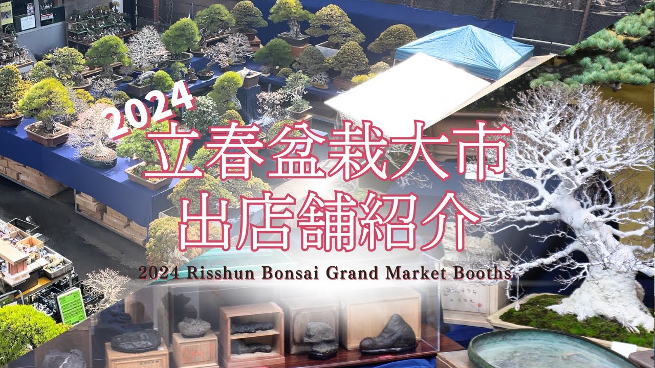 2024立春盆栽大市出店紹介～掌サイズの盆栽から大型名木まで圧巻の顔ぶれ～