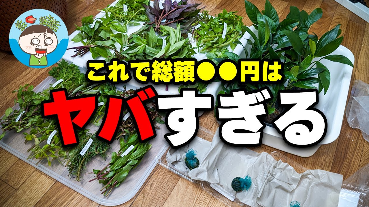 チャームで水草500円の超オトクなセール開催！大量の水草をどれだけオトクに購入できたか紹介します 