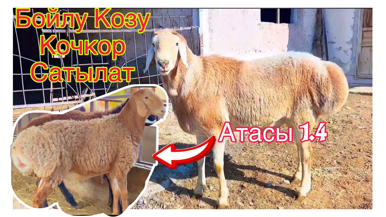 Сатылып кетти чалбай эле койобузBARPYKG 