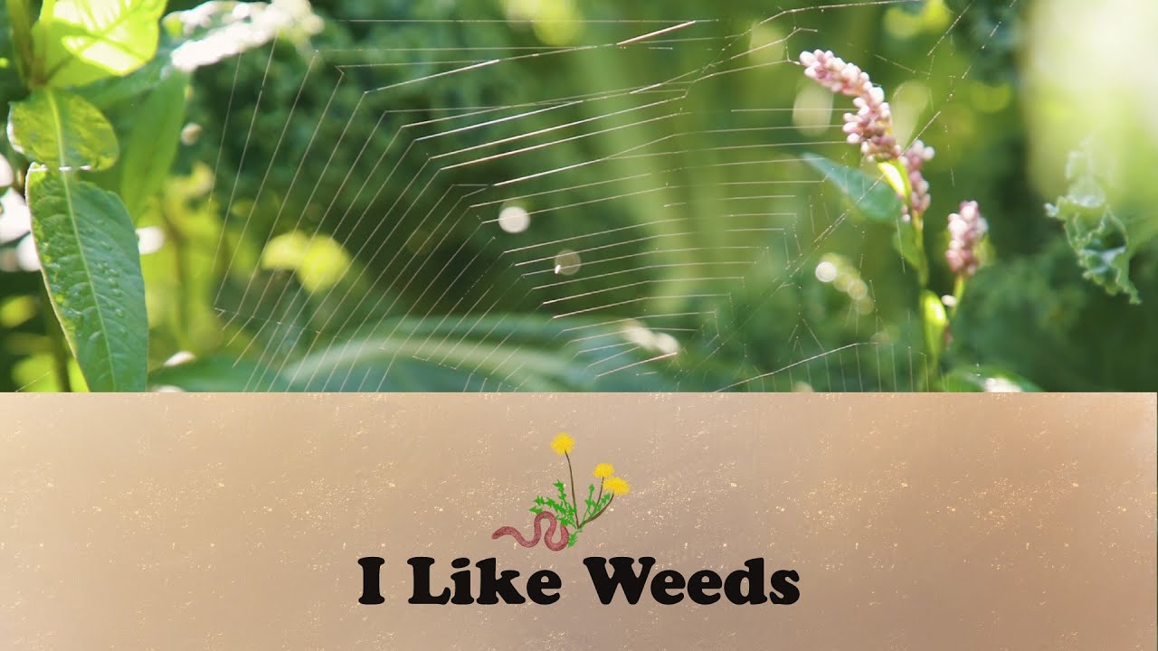 I Like Weeds | Let's Grow Stuff