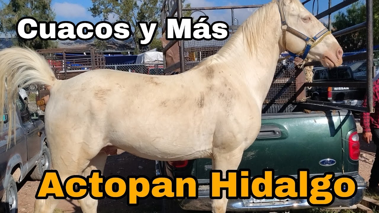 Actopan Hidalgo - área de cuacos y más 