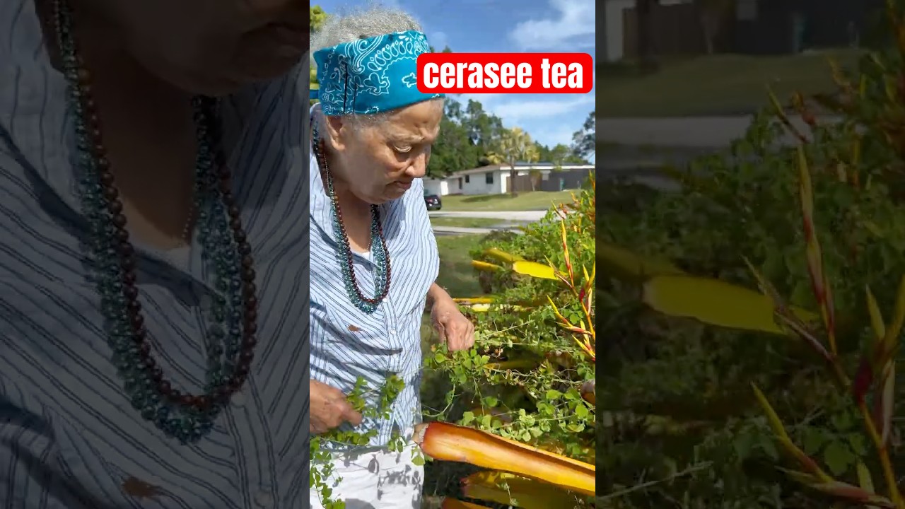 JAMAICAN CERASEE TEA