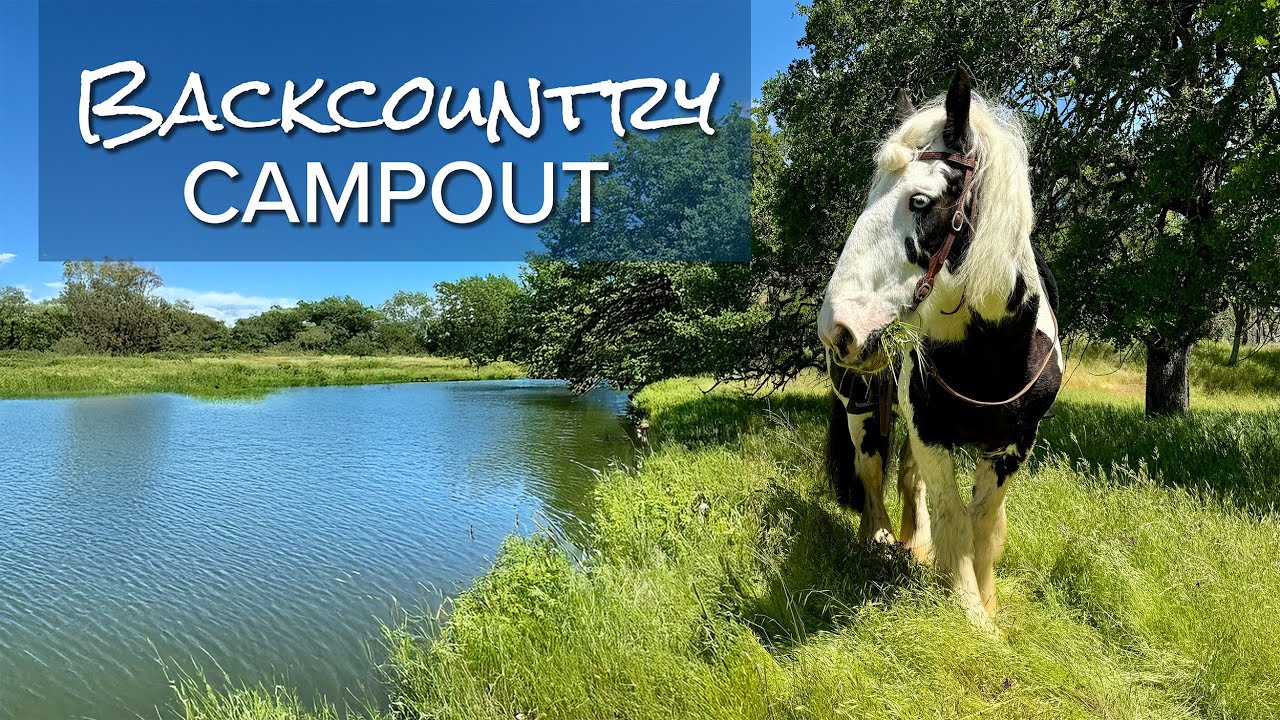 Backcountry Campout with my Draft Horse | Henry Coe State Park