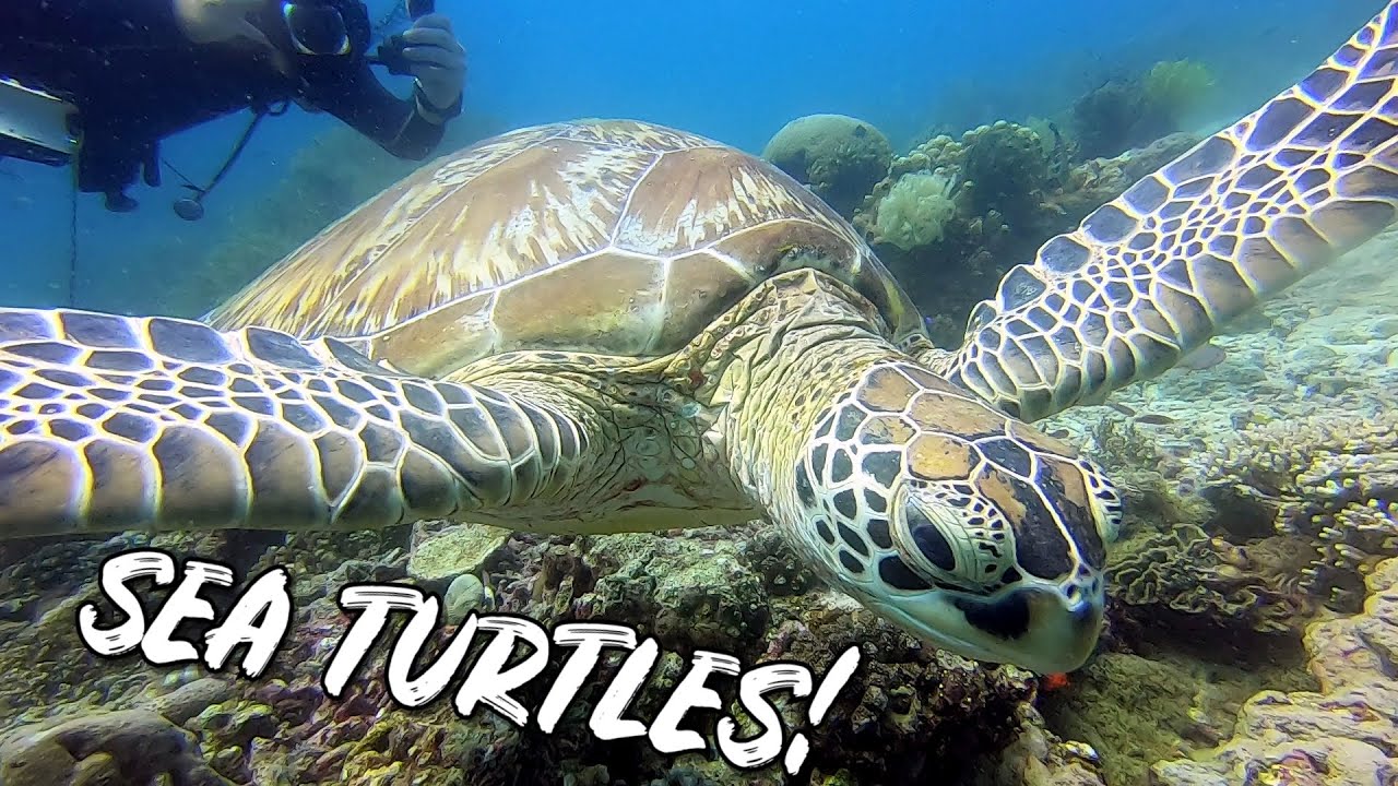 Beautiful Balicasag Island | Swimming with SEA TURTLES | Scuba Diving in Bohol Philippines