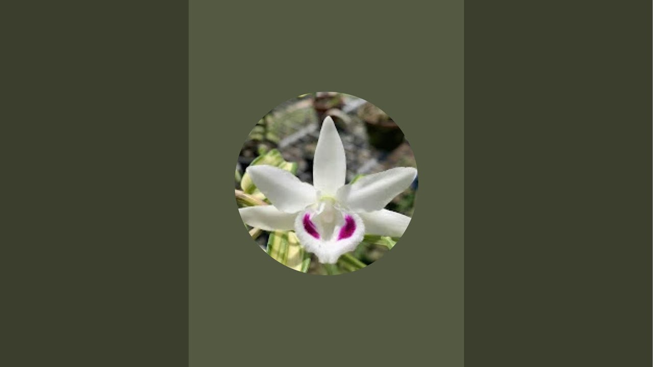 Mai đỏ đi cả nhà ơi…lh 0393998895