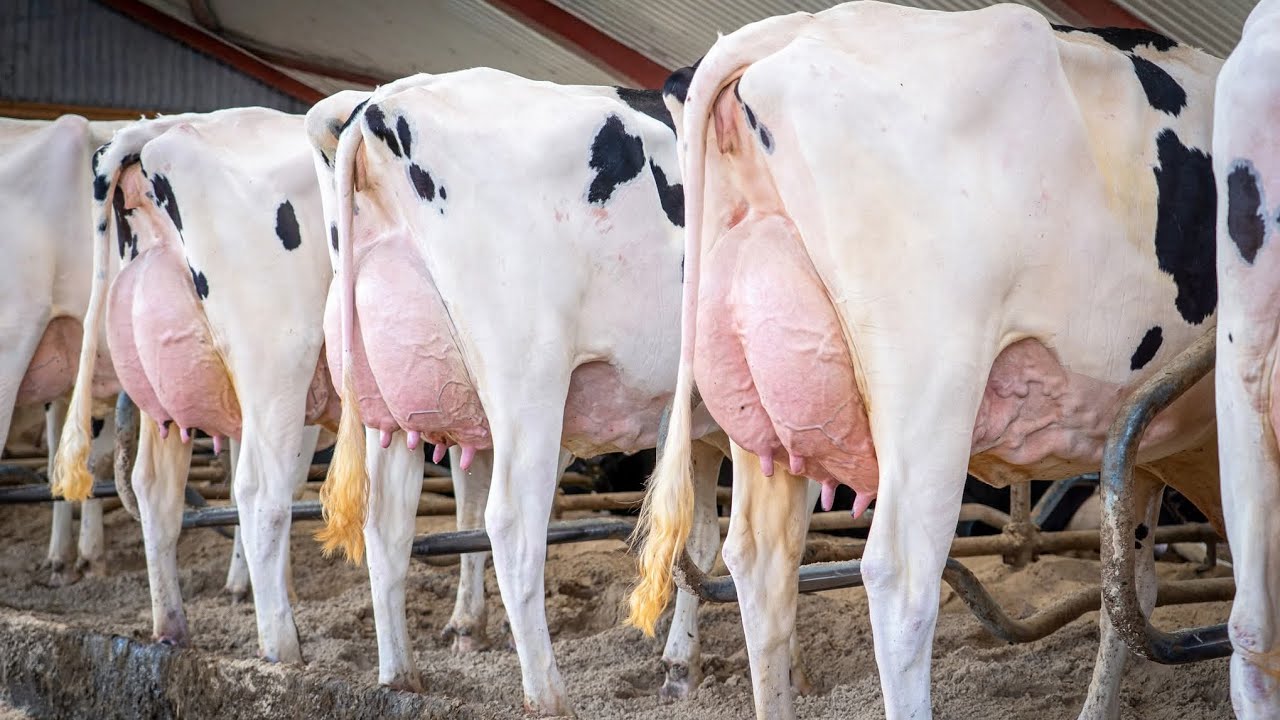 Zyada Doodh = Zyada Munafa | Best Cows for Dairy Business