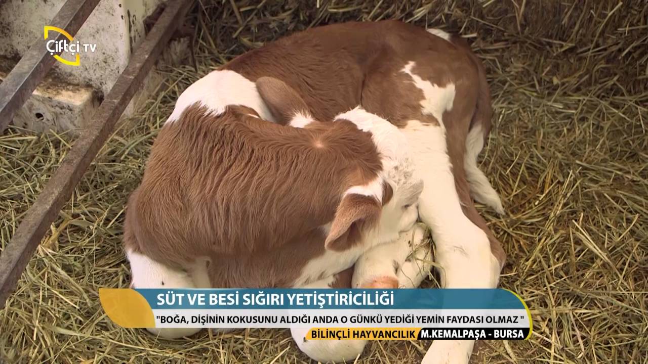 Bilinçli Hayvancılık-Süt ve Besi Sığırı Yetiştiriciliği