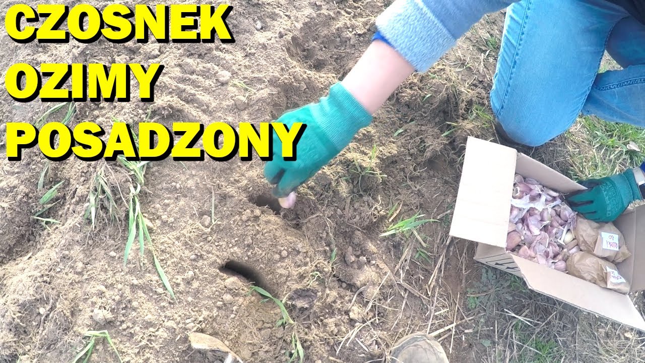 Sadzimy czosnek bo jest zimno