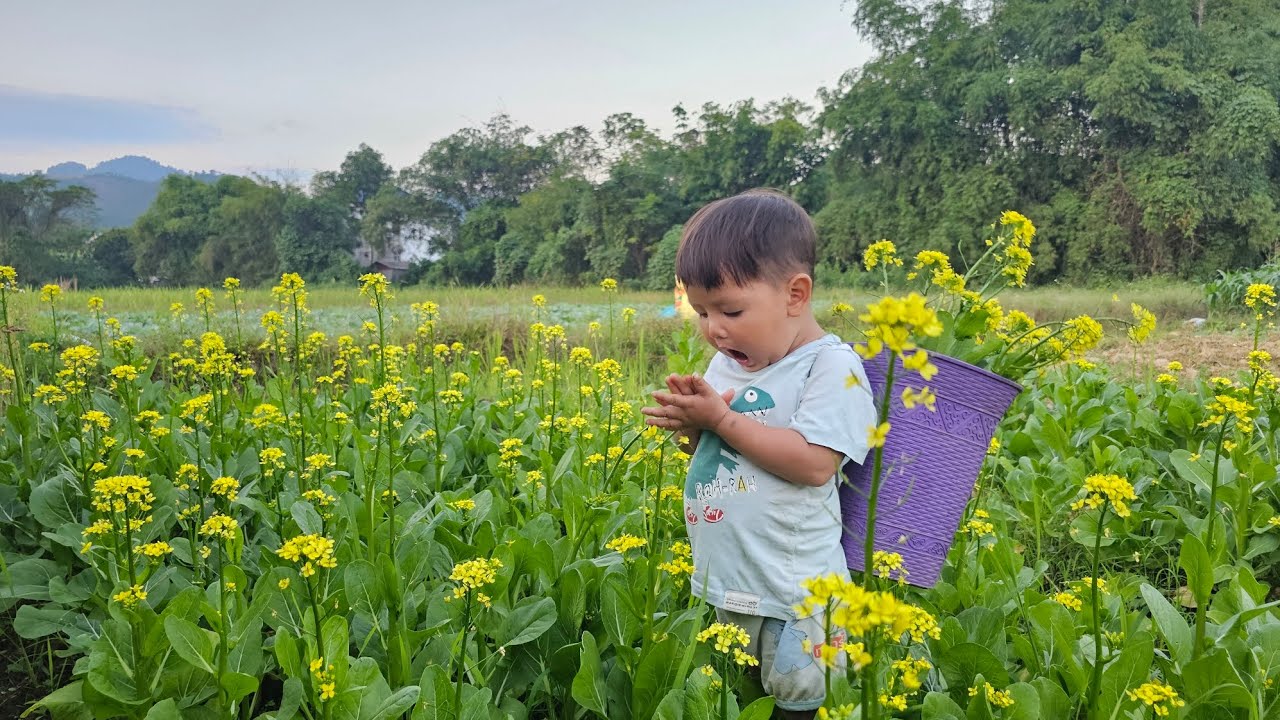 Mother took her child to pick vegetables to sell in the village  - lý thi My