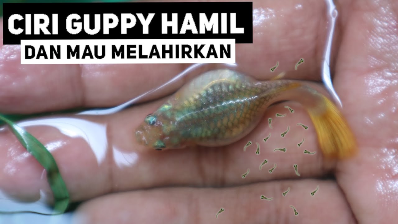 CIRI IKAN GUPPY HAMIL & PENANGANANYA