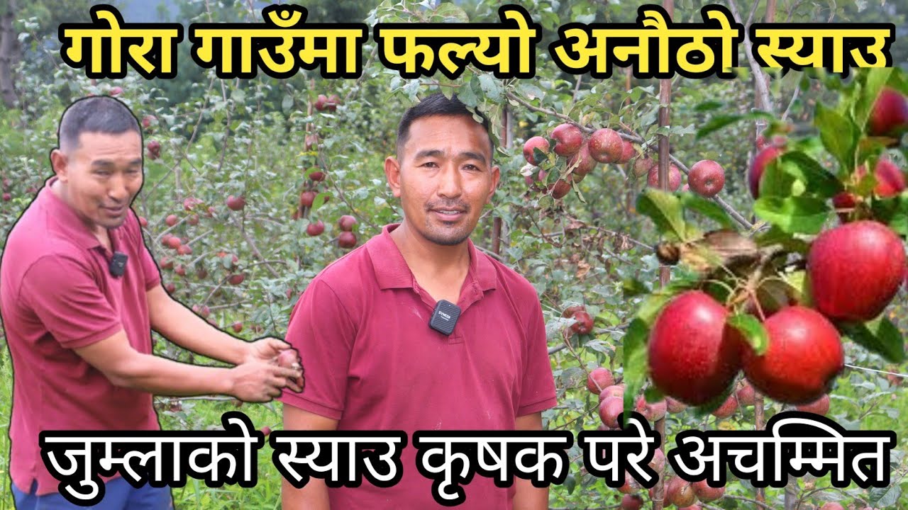 गोराको स्याउ देखेर जुम्लाका कृषक अचम्मित, एउटै बोटमा नसोचे कै स्याउ फल्यो #apple 