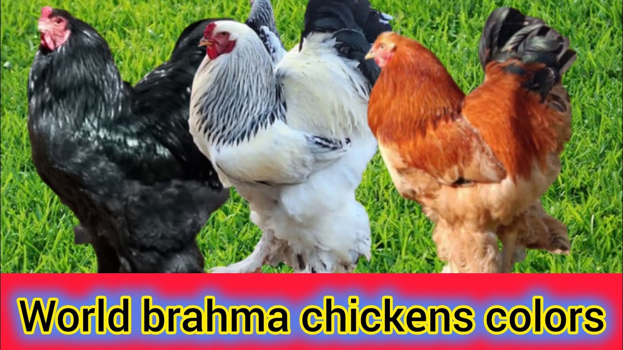 World brahma chickens colors  || biggest brahma chicken || brahma chicken breed 
