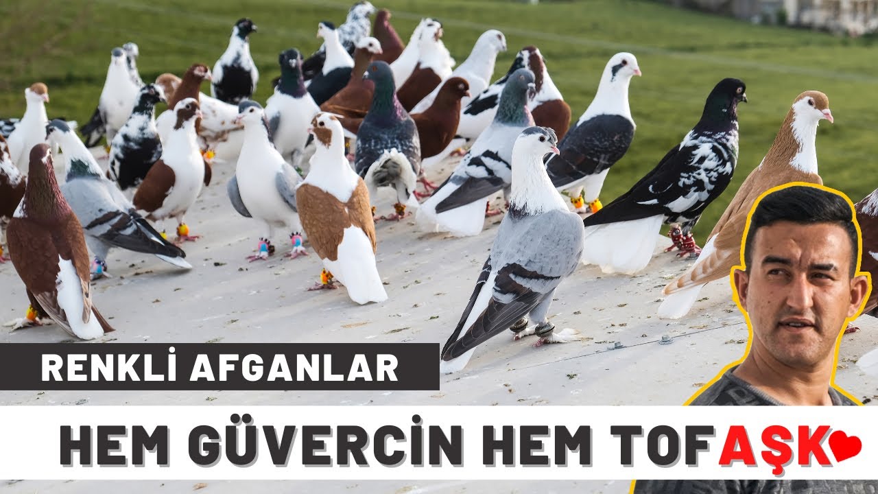 HEM GÜVERCİN HEM TOFAŞK: AFGAN GÜVERCİNLER - ŞEVKET ÇALIŞKAN