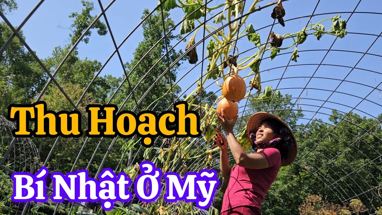 Một Ngày Bận Rộn Với Nông Trại Của Vợ Việt Chồng Amish/ Thu Hoạch Bí Nhật, Đậu Đũa, Dưa Leo, Cà Chua