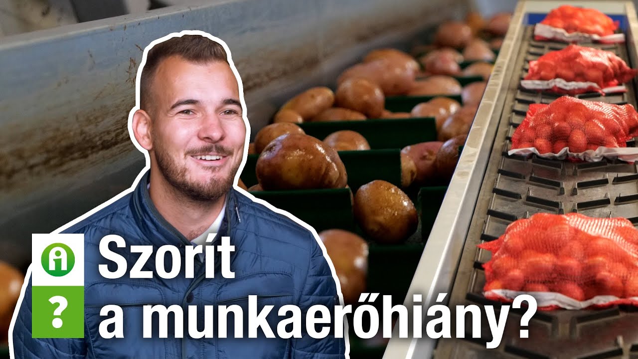Szorít a munkaerőhiány a zöldségtermesztésben? Komplex megoldás az SZ&B AGRO KFT-től!