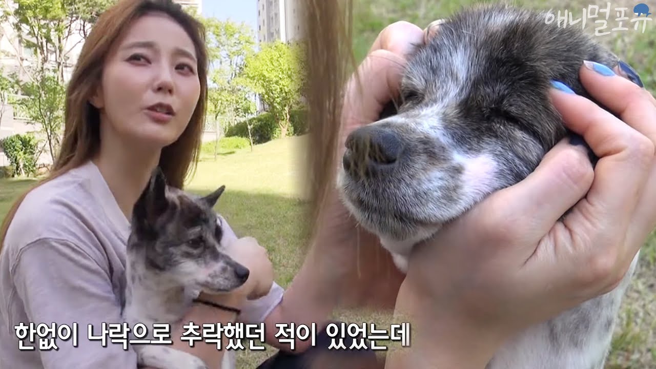 [동물다큐] 나락으로 추락하던 안혜경을 구해준 유기견 럭키 이야기｜내 인생의 럭키 , KBS 150629 방송