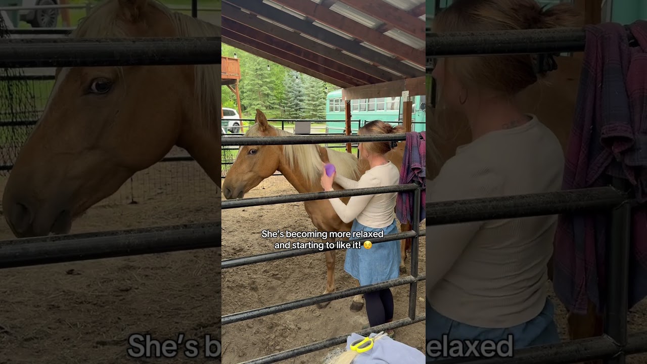 FIRST brush for terrified horse