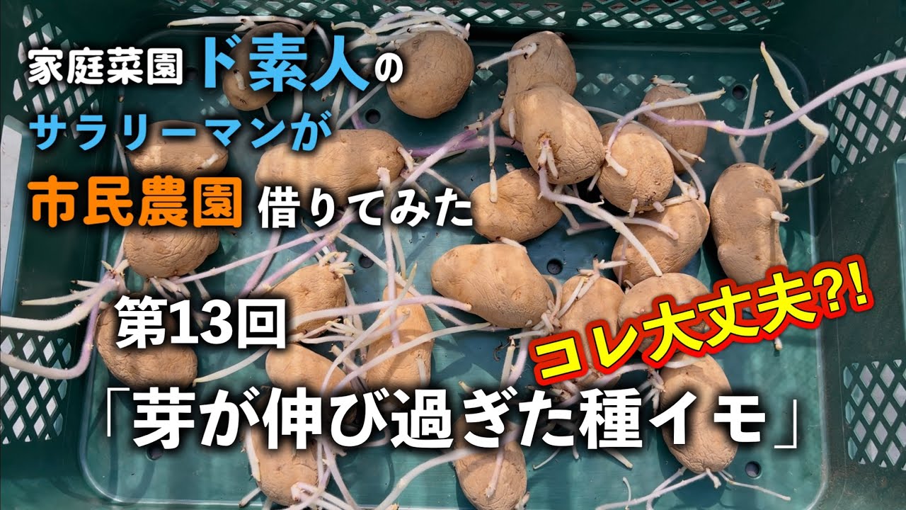 第13回「買っておいた種イモから芽が伸び放題！これって植えても大丈夫？」