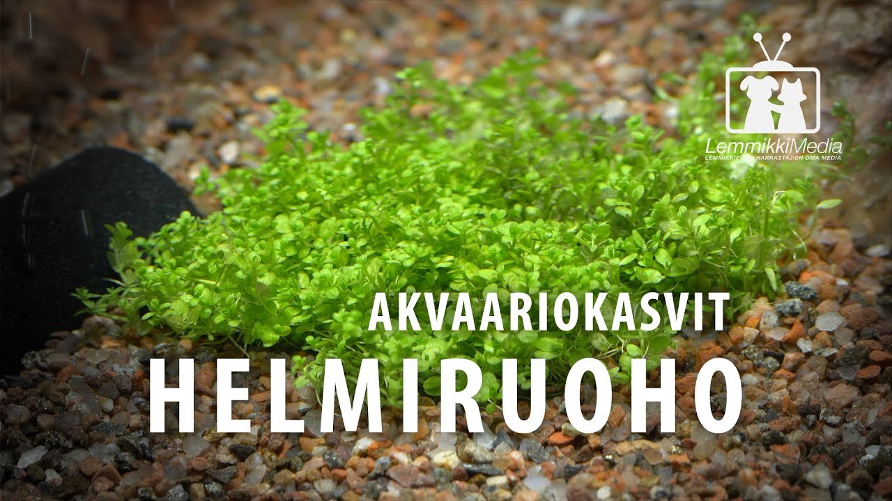 Helmiruoho