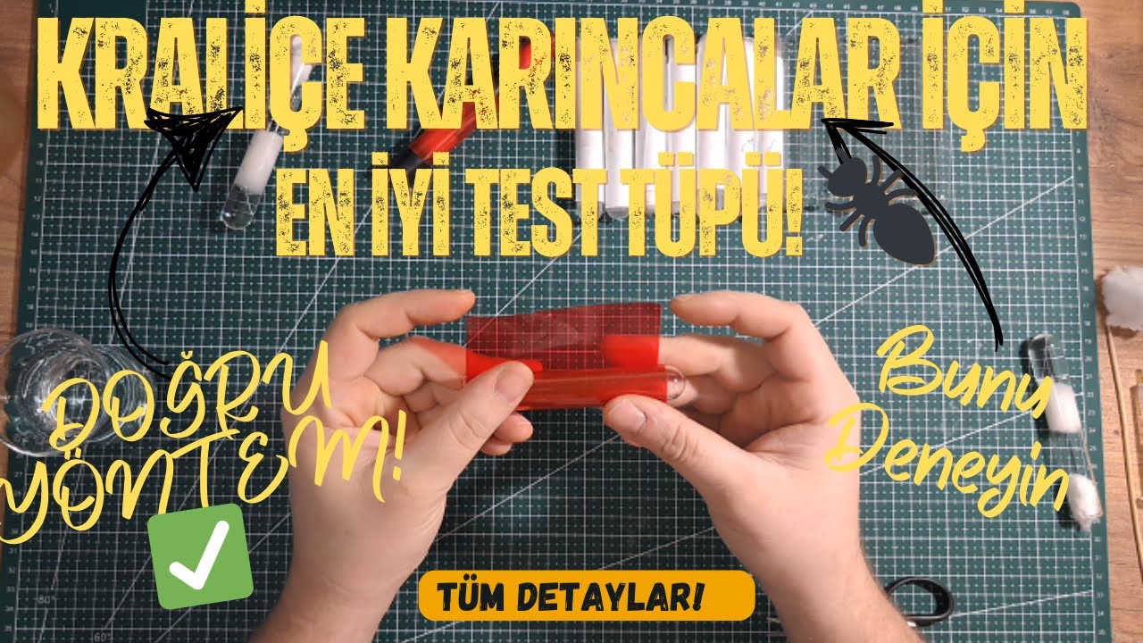 Test Tüpü Nasıl Hazırlanır? Karıncalar İçin Doğru Test Tüpü Kurulumu (Başlangıç Rehberi!)