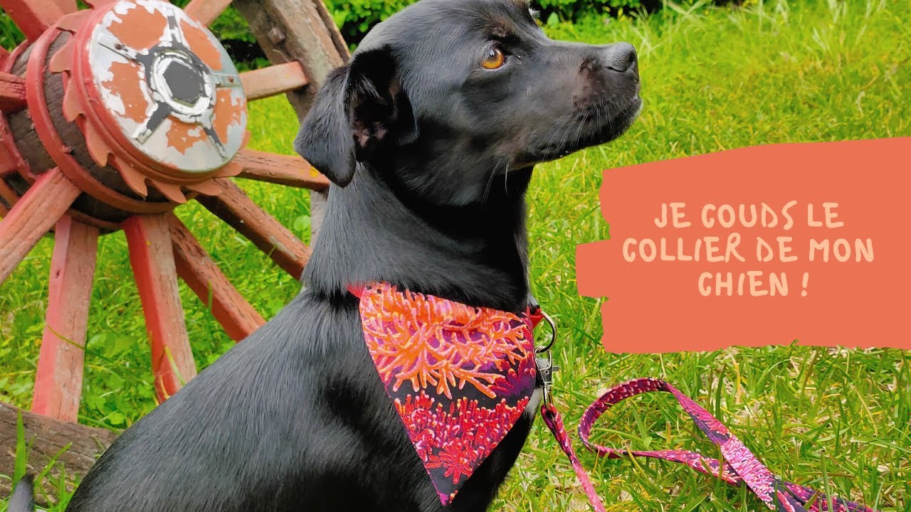 Coudre le collier de votre chien ou de votre chat !