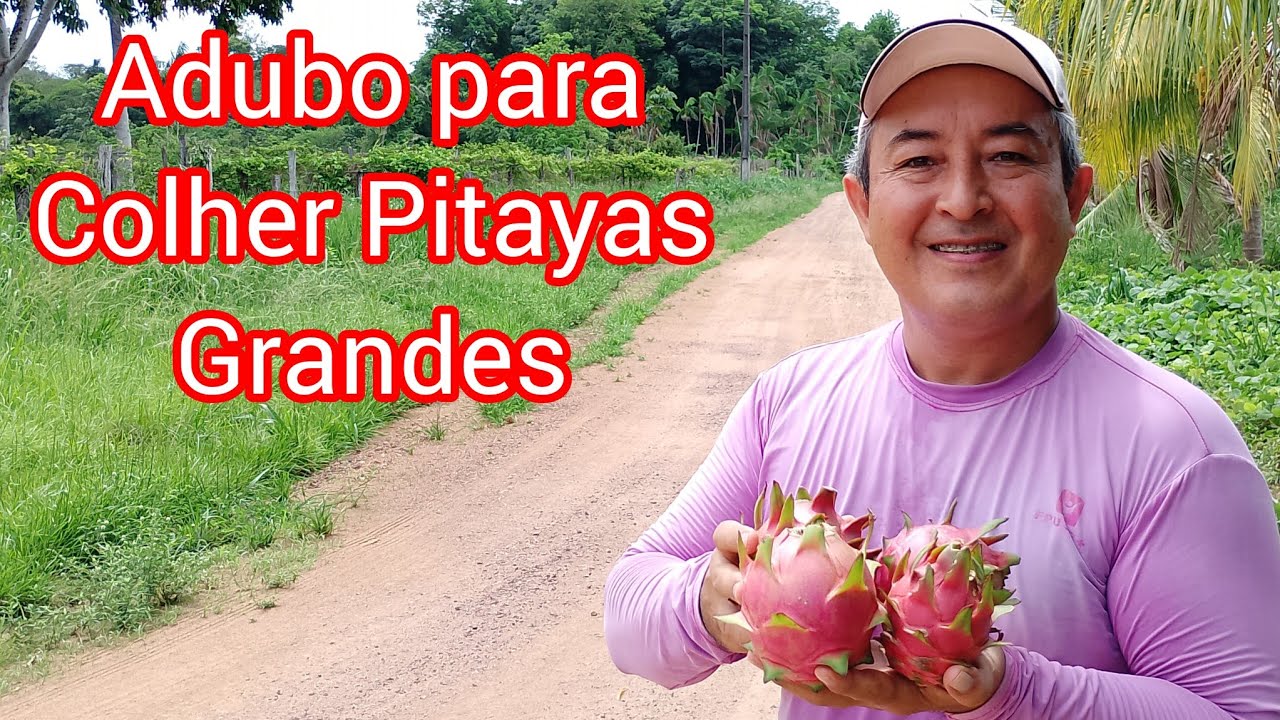 QUAL ADUBO USAR PARA COLHER PITAYAS GRANDES ?