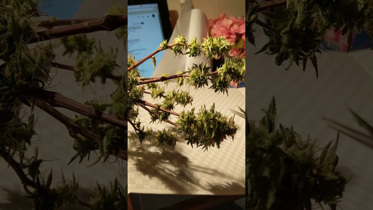 Red dwarf weed aerogarden. Aerogarden weed