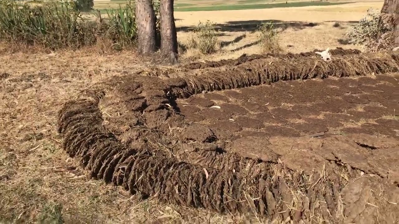 Dung fuel in Ethiopia
