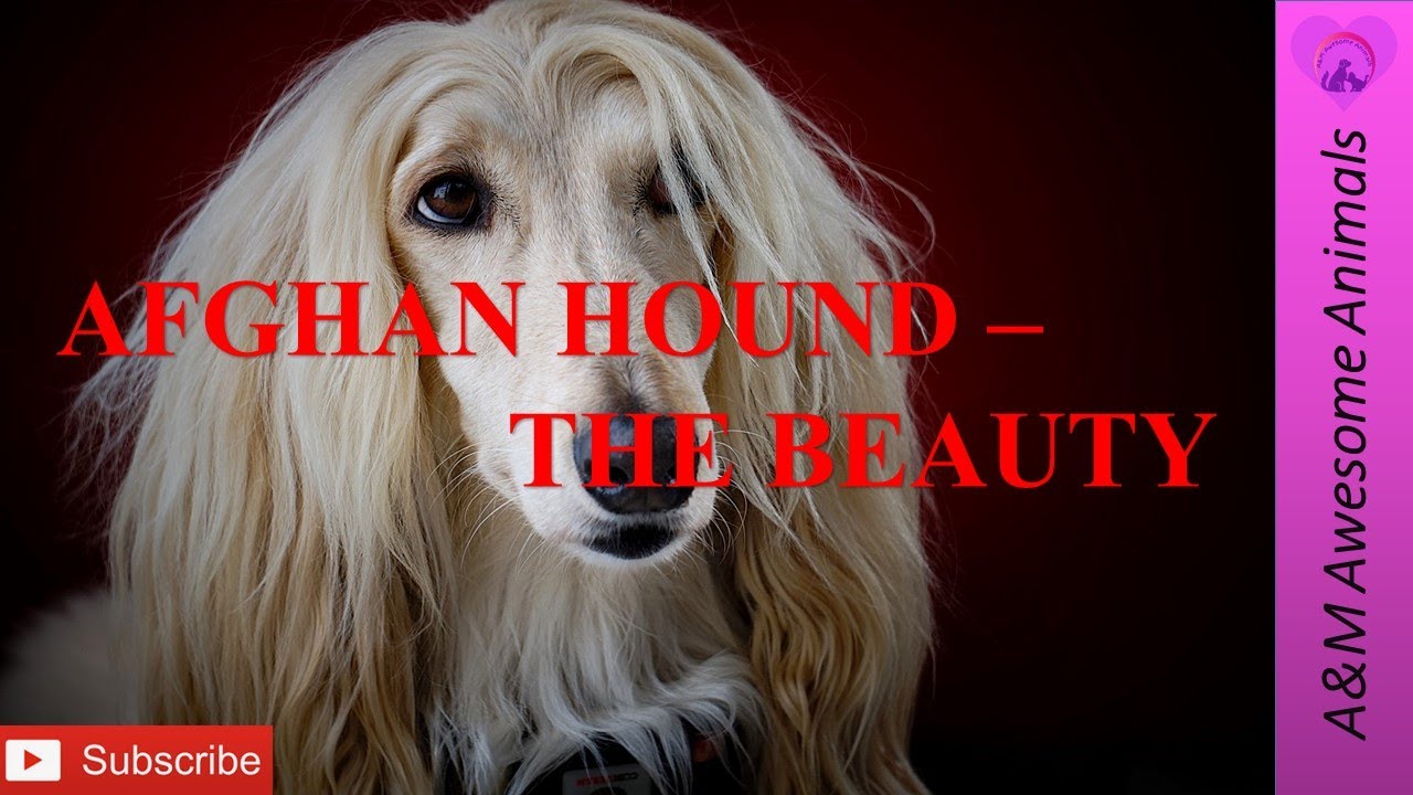 Afghan Hound - The Beauty