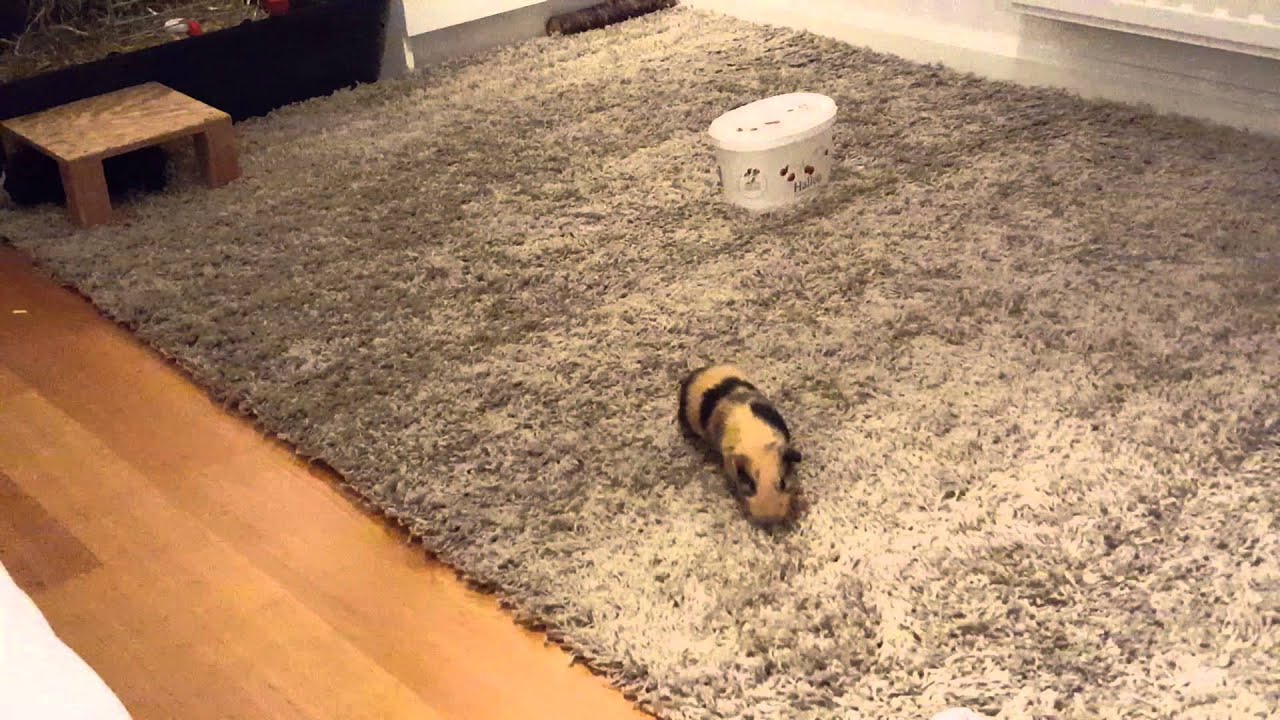 Funny Guinea Pigs Running like CRAZY!
