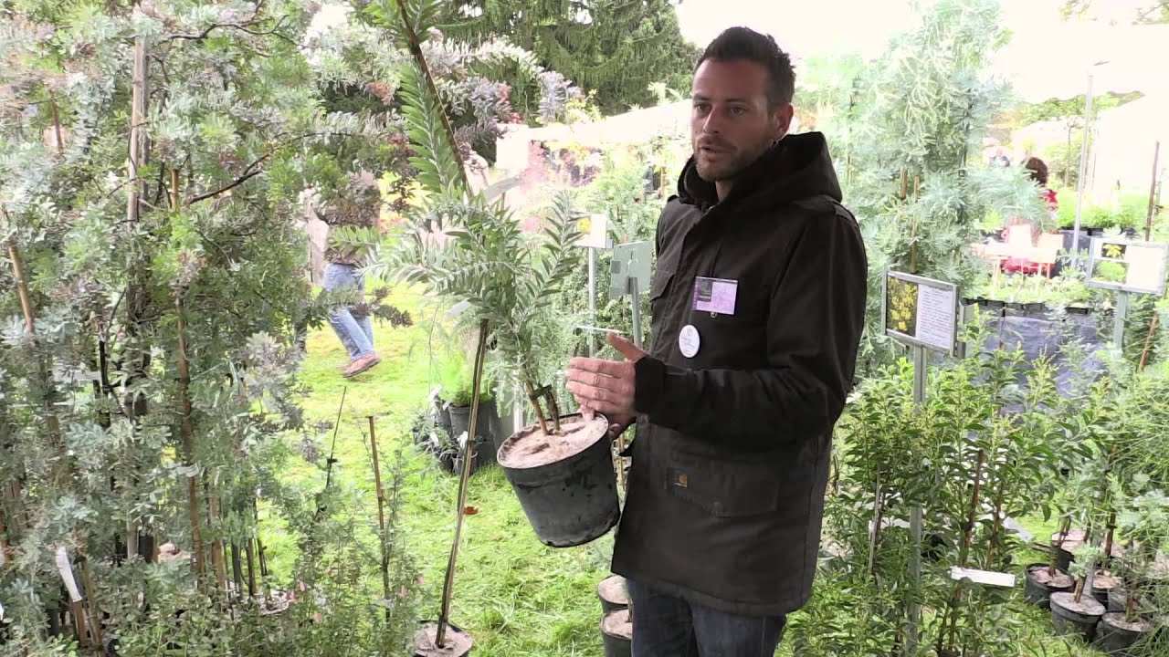 3 MIMOSAS très DÉCORATIFS et RÉSISTANTS en HIVER - Conseils de CULTURE