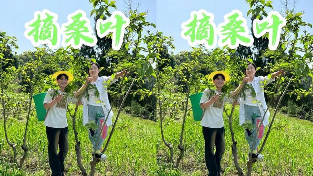 油炸桑叶，金黄诱人，简简单单又一餐，这样做出来的桑叶非常好吃，酥酥脆脆满囗香！！！#我的乡村生活 #远嫁的姑娘 #桑叶