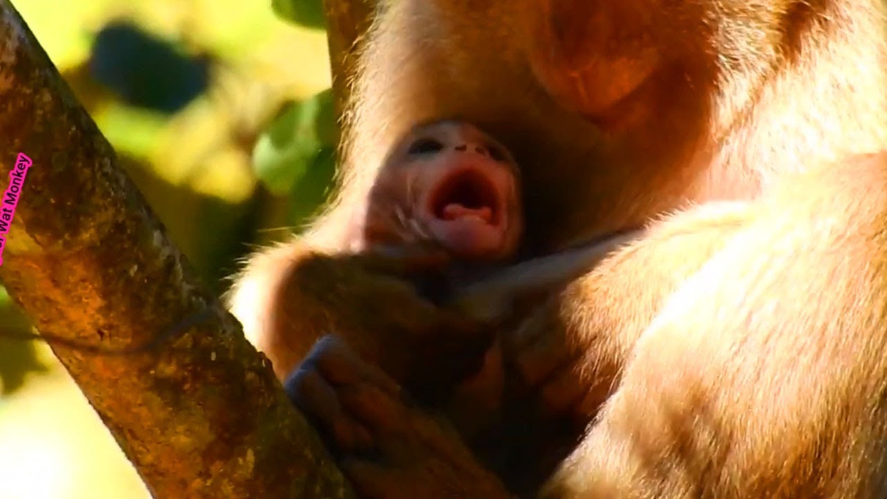 Crying loudly poor baby monkey Janna was catching by Bonita