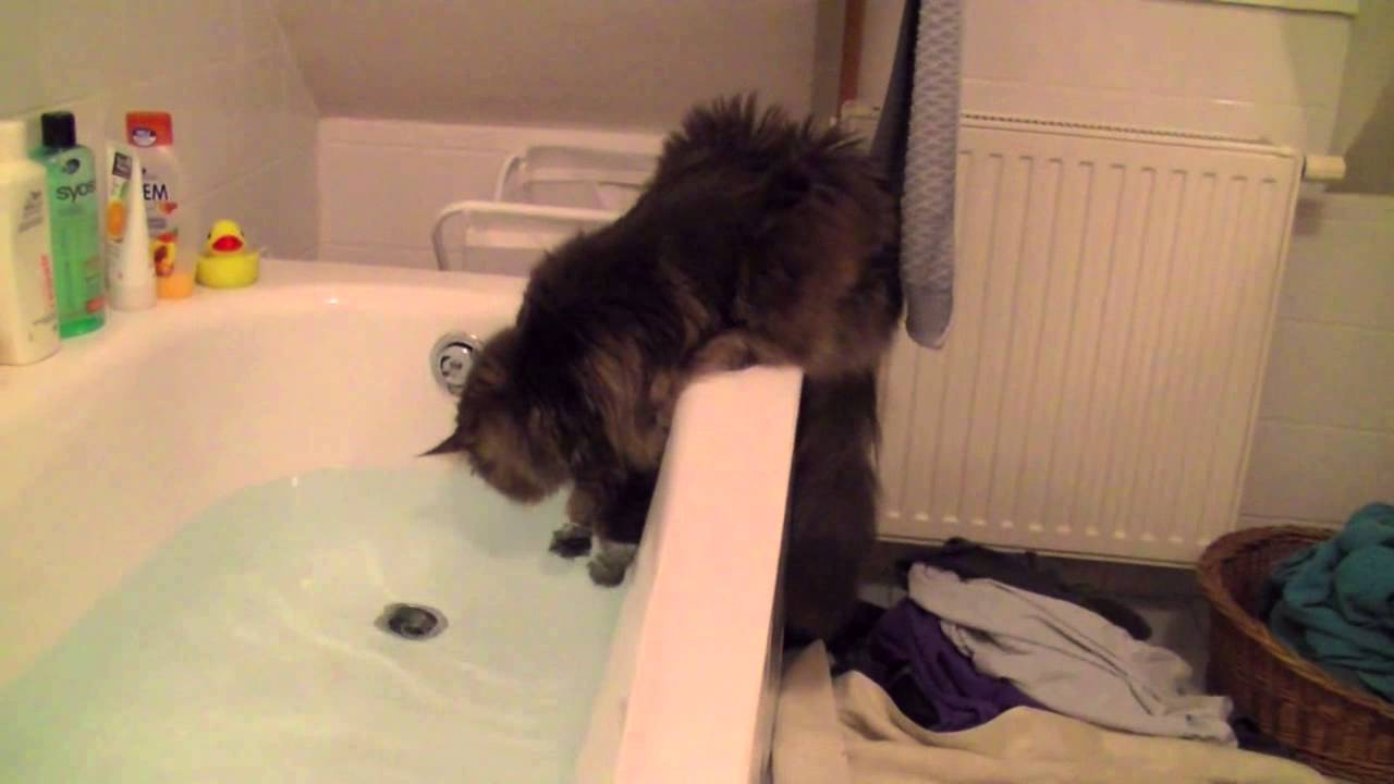 Maine Coons are playing with water