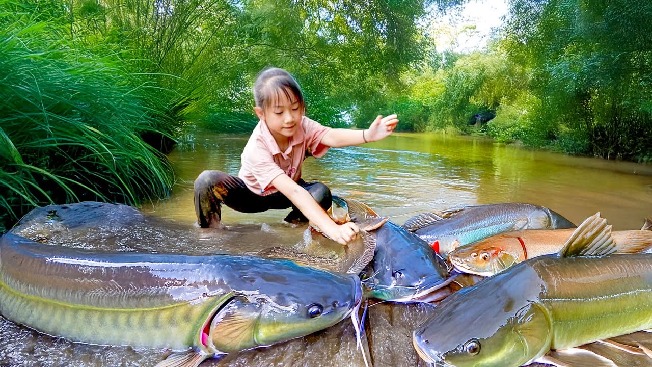 Harvesting Giant Catfish | Catching Giant Catfish in the River for Daily Market Sale