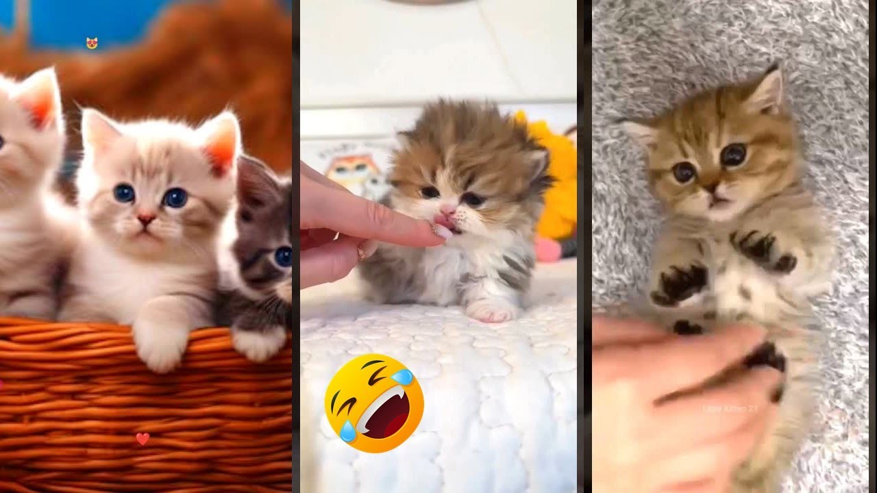 Funny Cats 2025 🥰 funny cats meme 🥰 #worldofanimals Ep 7984