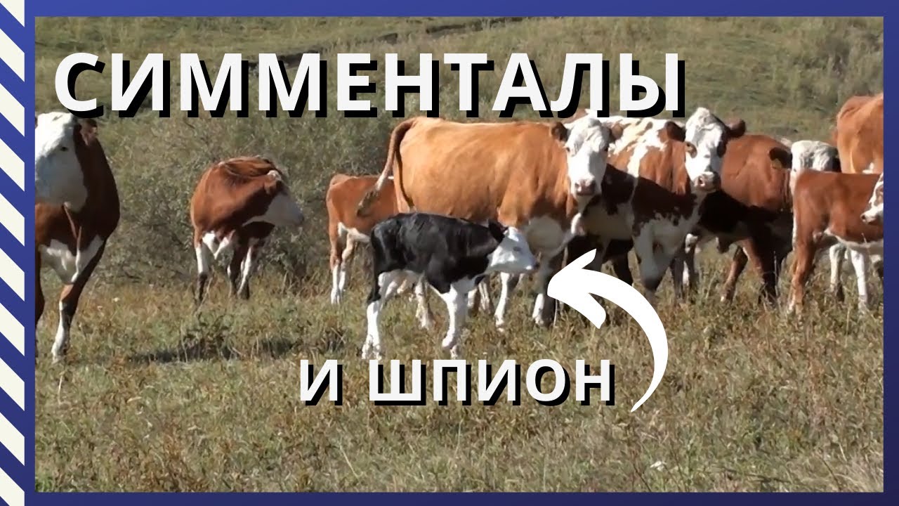 Поездка на ферму в горах/ Присматриваем первых нетелей/#Переезд на Алтай#Переезд в деревню