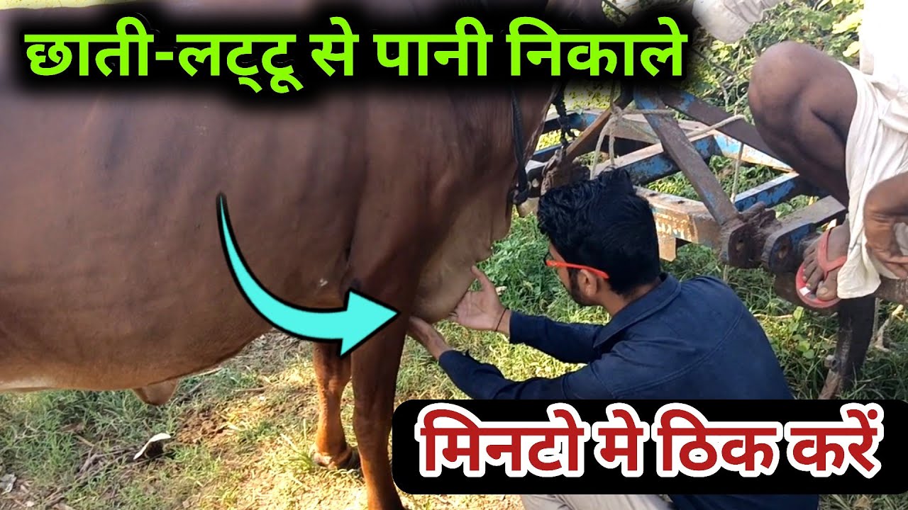 गाय कि छाती के लट्टू मे पानी सूजन का इलाज | भैंस कि छाती मे सूजन | Brisket edema cow/hada vets club