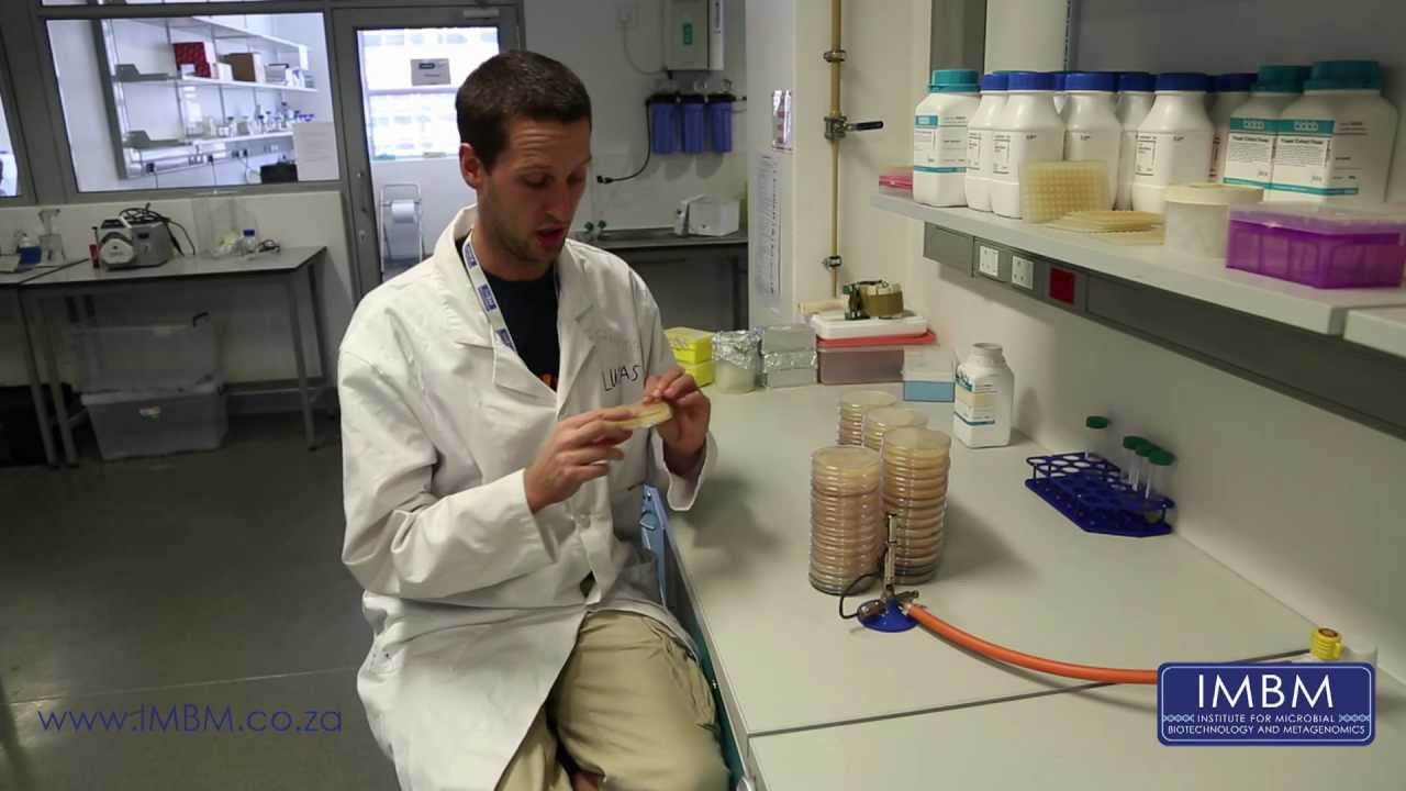 Antibiotic Overlay Assay