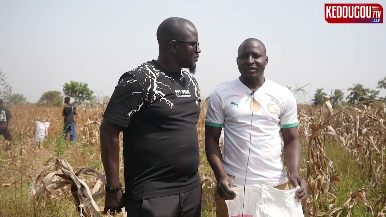EMISSION SENEKELA  A KABAYA . LE PR DU CRJ OUSMANE M SOUMARE SE REMARQUE DANS LA PRODUCTION DU MAIS