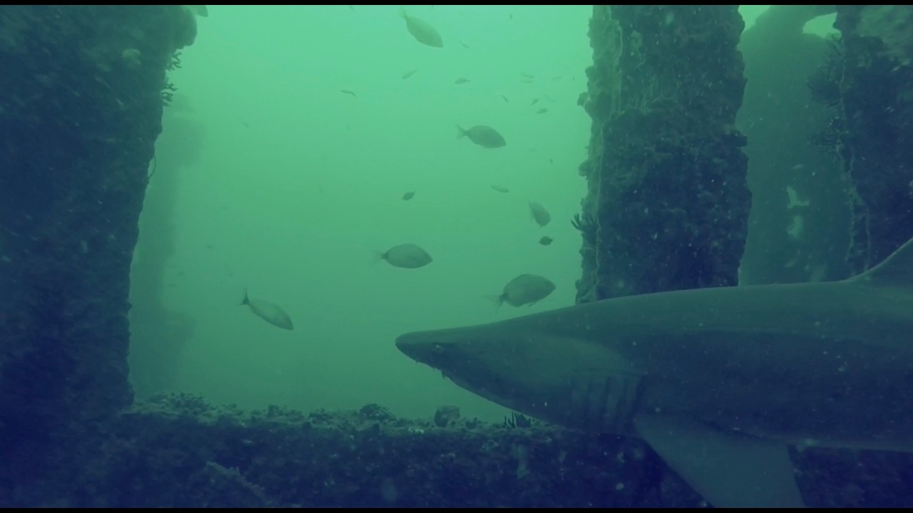 Diving with sand tiger sharks on the Hyde shipwreck - Wrightsville Beach, NC