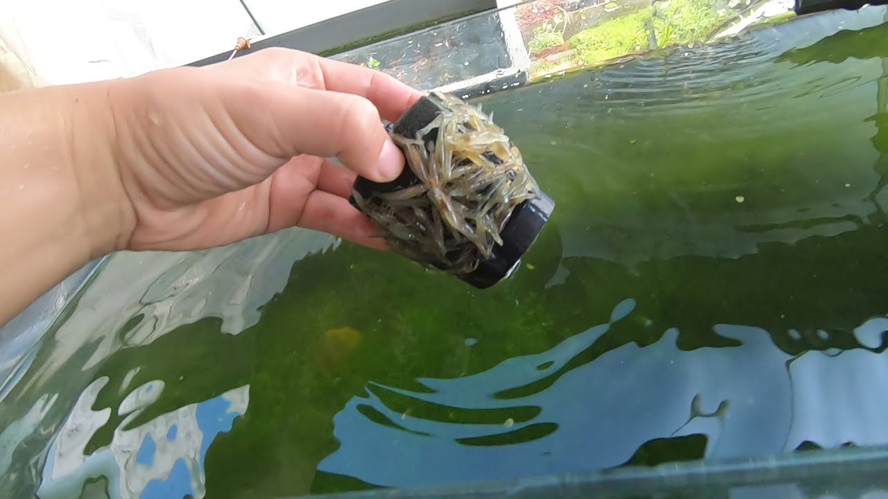 户外小草缸长满水藻，投放300条黑壳虾除藻，看看效果怎么样