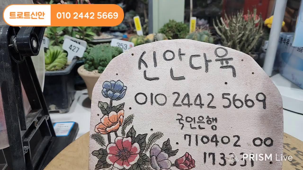 트로트신안 라이브 방송